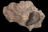 Mosasaur (Prognathodon) Tooth In Rock #70471-2